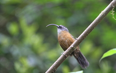 Pomatorhinus superciliaris