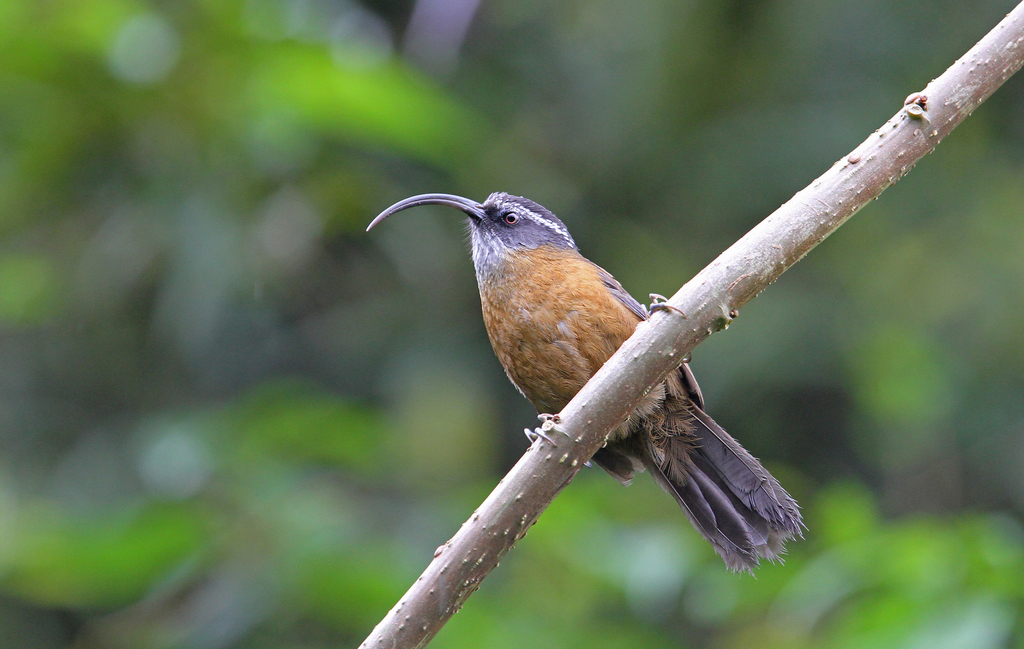Slender-billed Scimitar-Babbler photo
