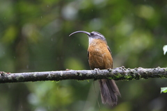 Pomatorhinus superciliaris