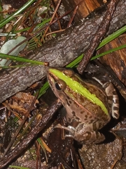 Pelophylax nigromaculatus