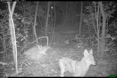 Canis latrans thamnos