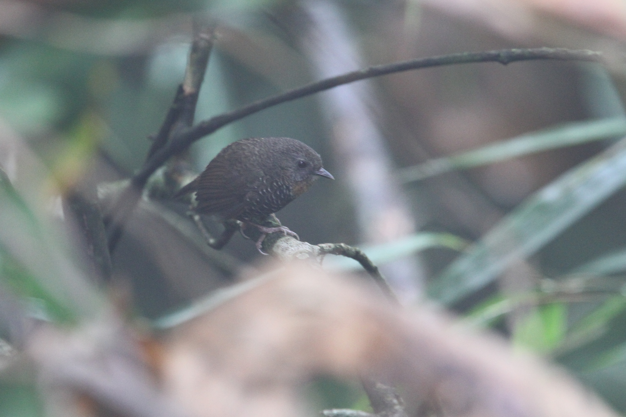 Mishmi Wren-Babbler illustration