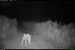 Canis latrans thamnos