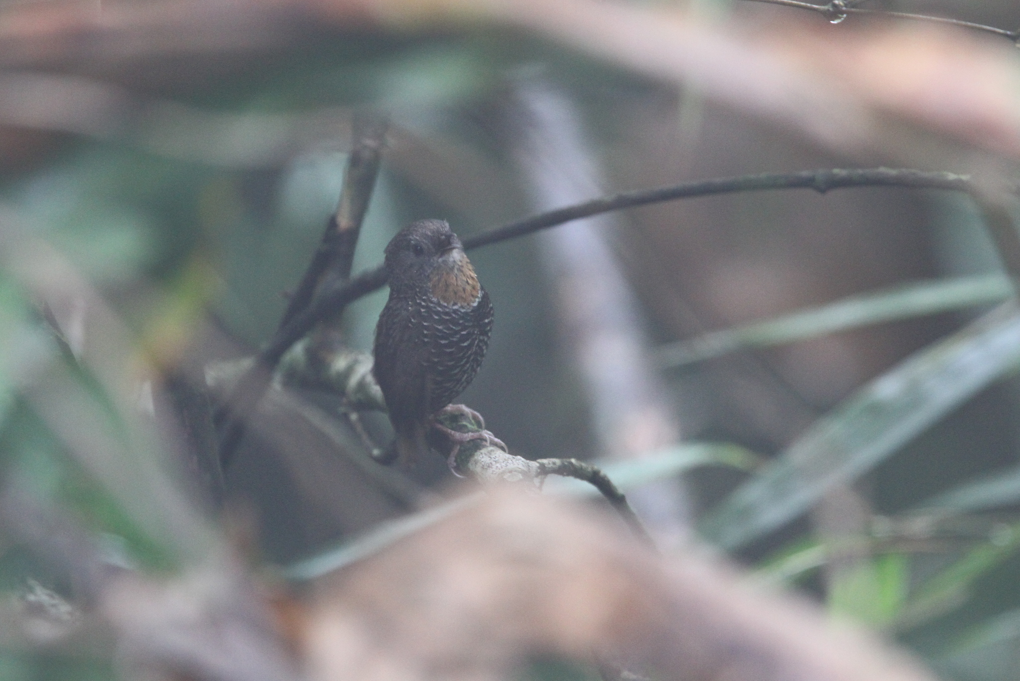 Mishmi Wren-Babbler