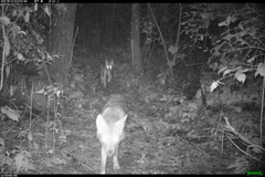 Canis latrans thamnos