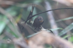 Spelaeornis badeigularis