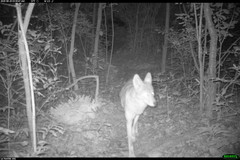 Canis latrans thamnos