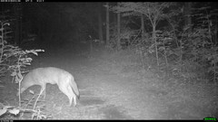 Canis latrans thamnos