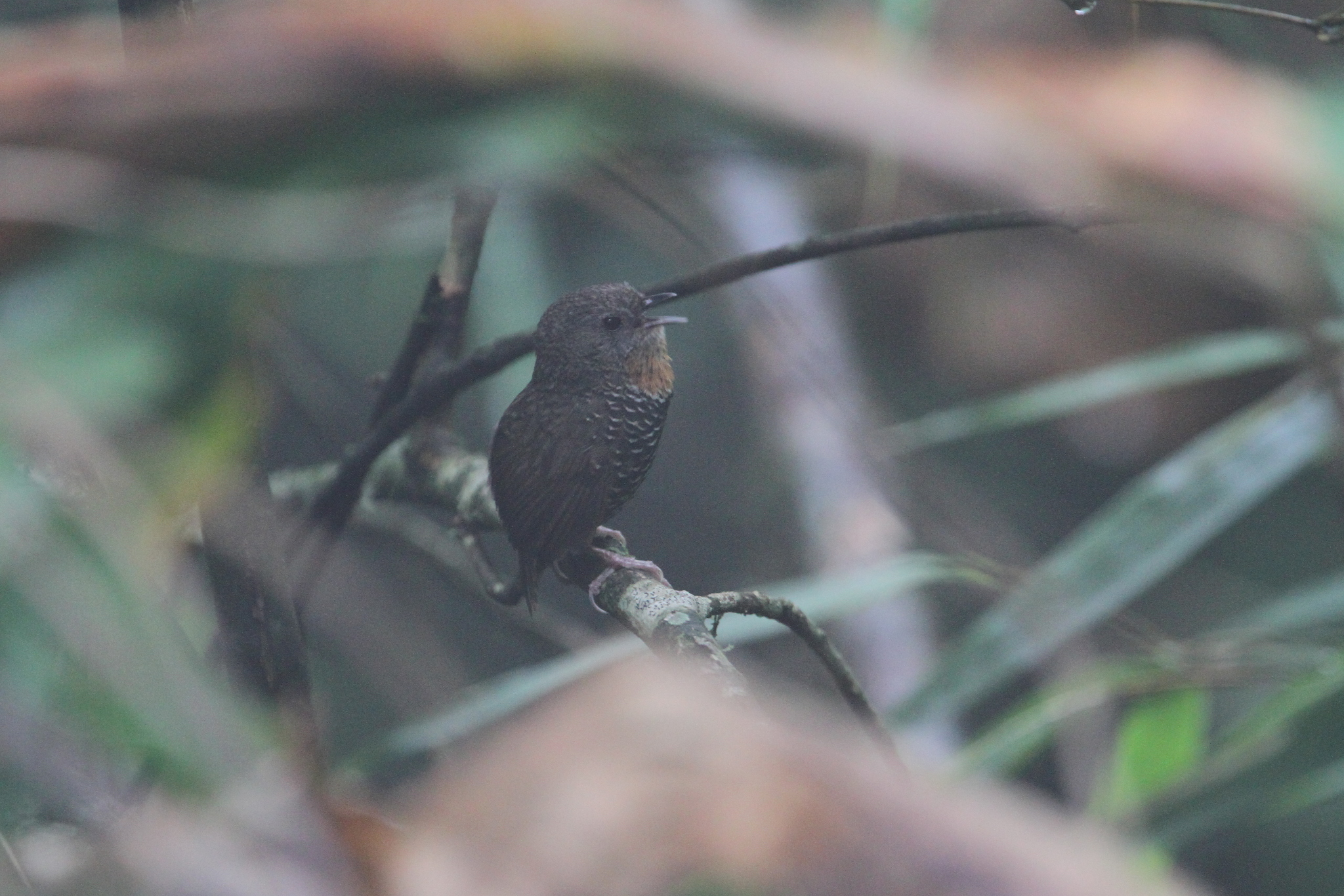 Mishmi Wren-Babbler