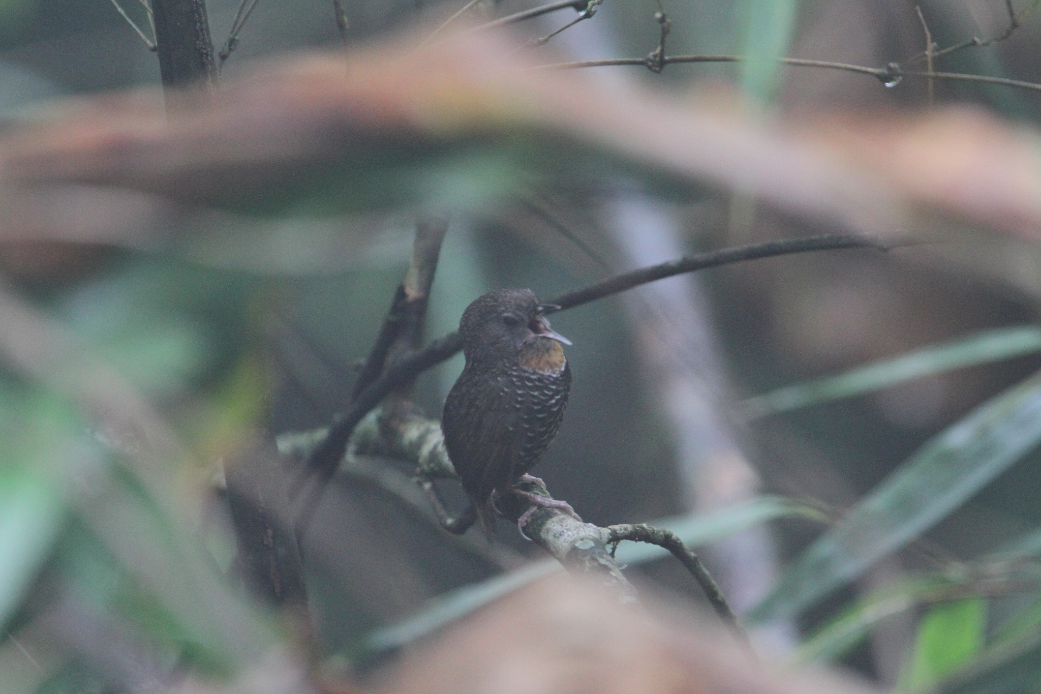 Mishmi Wren-Babbler