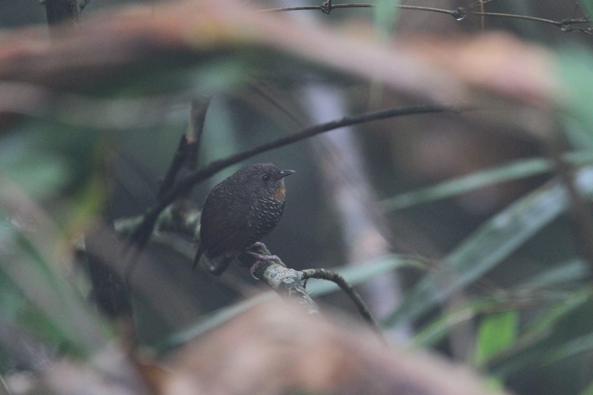Mishmi Wren-Babbler