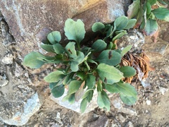 Packera streptanthifolia