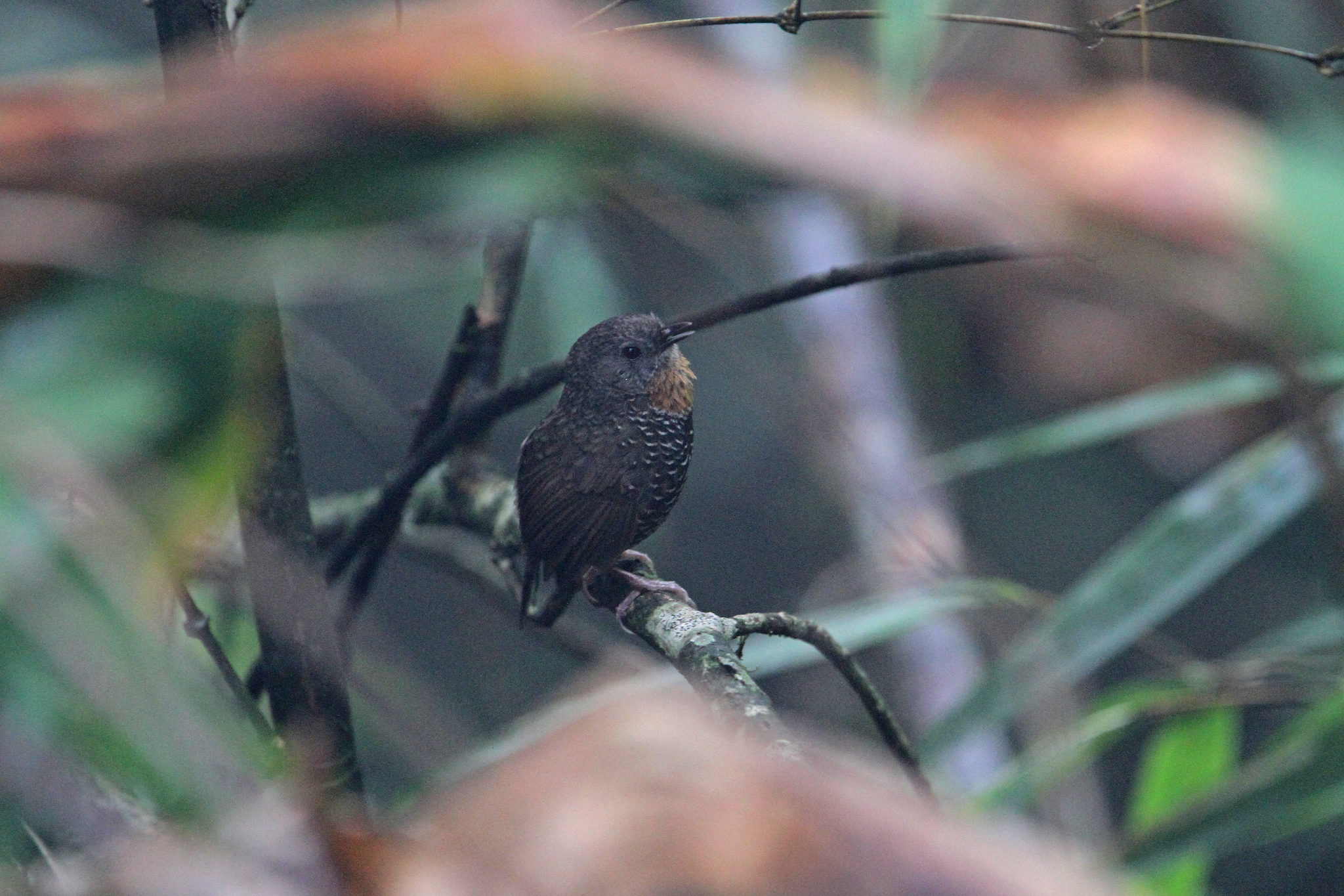 Mishmi Wren-Babbler