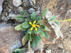 Packera streptanthifolia