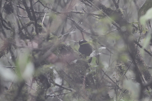 Himalayan Shortwing (Brachypteryx cruralis), photo 8