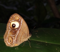 Mycalesis junonia