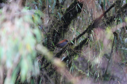 Gould's Shortwing (Heteroxenicus stellatus), photo 6
