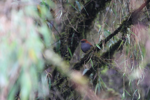 Gould's Shortwing (Heteroxenicus stellatus), photo 8