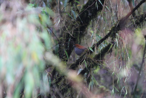 Gould's Shortwing (Heteroxenicus stellatus), photo 9