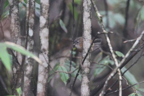 Bar-winged Wren-Babbler (Spelaeornis troglodytoides), photo 3