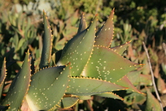 Aloe distans
