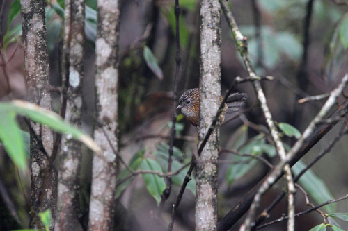 Bar-winged Wren-Babbler (Spelaeornis troglodytoides), photo 3