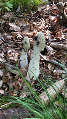 Phallus impudicus
