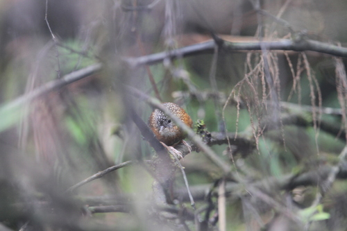 Bar-winged Wren-Babbler (Spelaeornis troglodytoides), photo 5