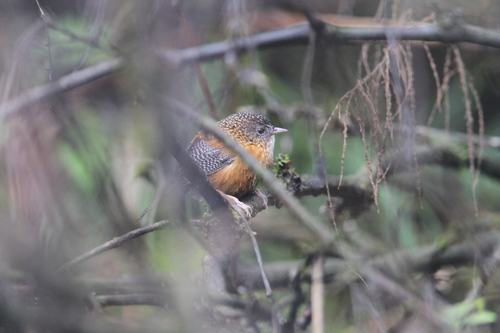 Bar-winged Wren-Babbler (Spelaeornis troglodytoides), photo 7