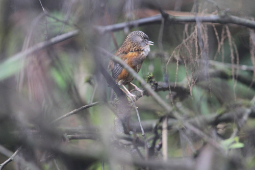 Bar-winged Wren-Babbler (Spelaeornis troglodytoides), photo 8