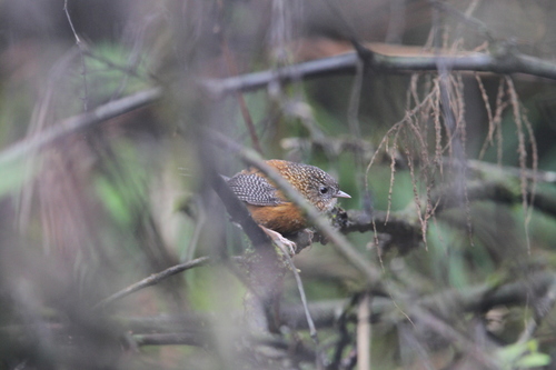 Bar-winged Wren-Babbler (Spelaeornis troglodytoides), photo 9