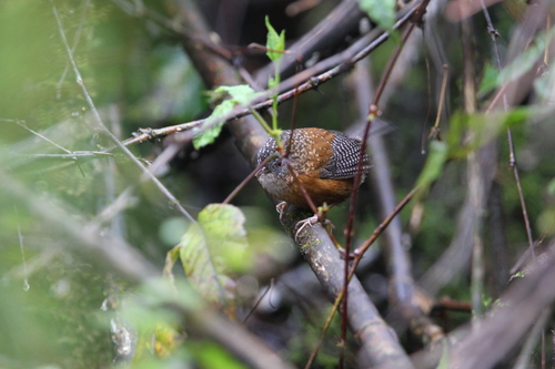 Bar-winged Wren-Babbler (Spelaeornis troglodytoides), photo 6