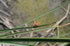Schoenoplectus triqueter