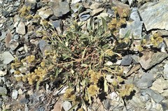 Phacelia leptosepala