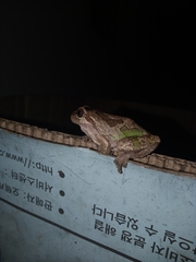 Hyla japonica