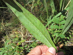 Scorzonera glabra