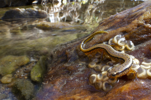 Southern Two-lined Salamander, Wake County, US-NC, US, photo 7 of 10
