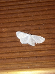 Geometridae