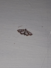 Glyphodes quadrimaculalis