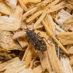 Sphragisticus nebulosus