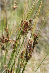 Juncus rigidus