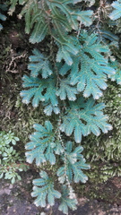 Selaginella uncinata