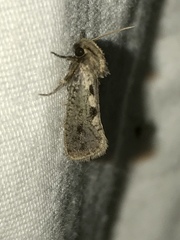 Acrolophus popeanella