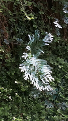 Selaginella uncinata
