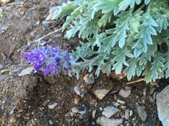 Phacelia sericea sericea