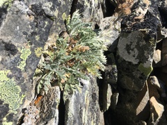 Phacelia sericea sericea