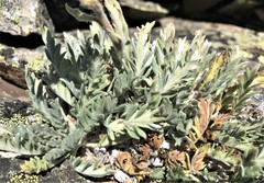 Phacelia sericea sericea