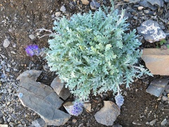 Phacelia sericea sericea