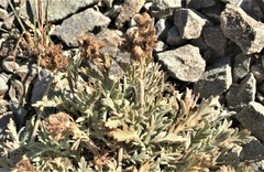 Phacelia sericea sericea