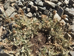 Phacelia sericea sericea